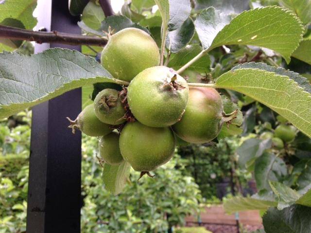 apples thinning